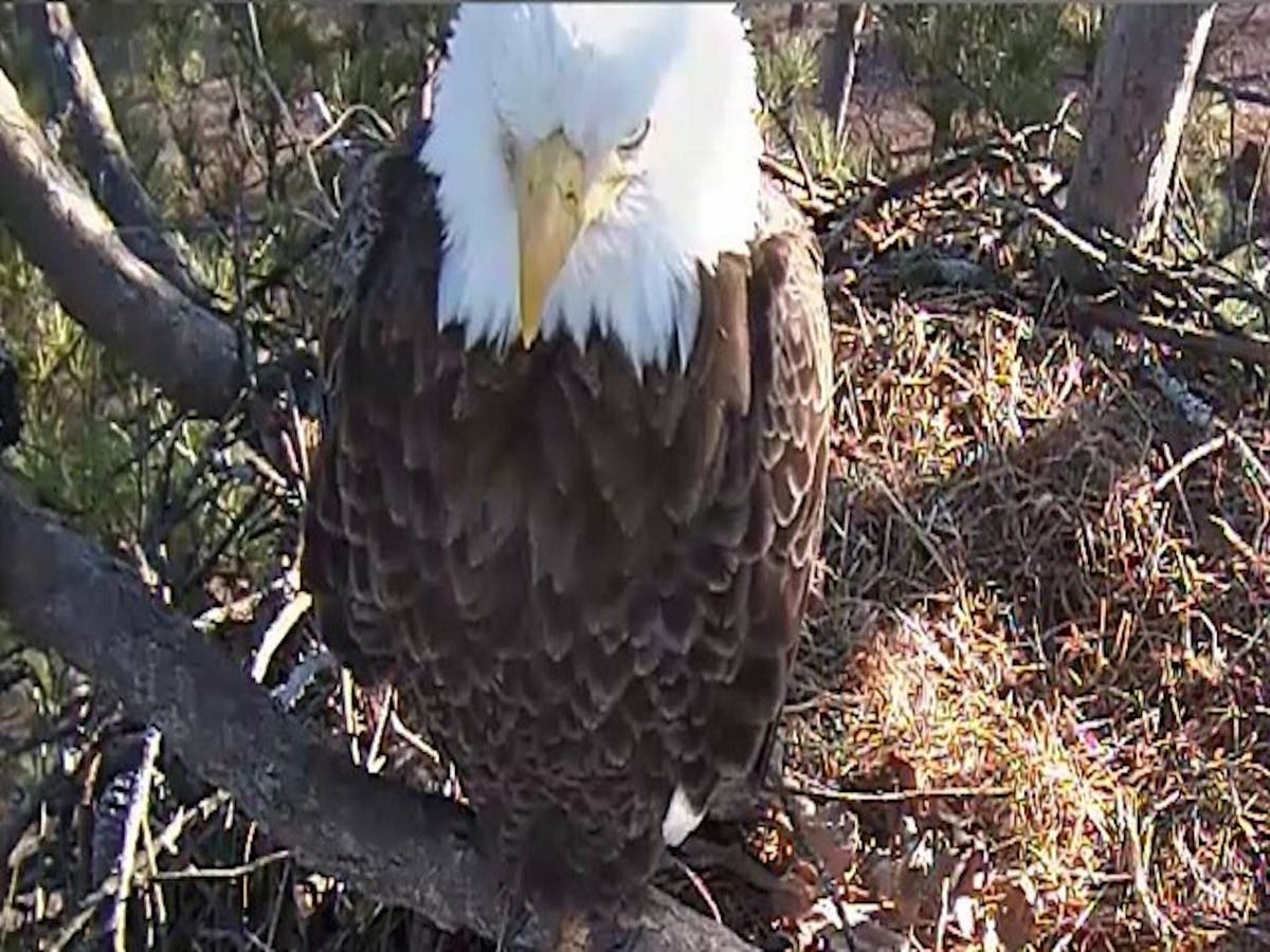 Thousands fixated as web camera shows bald eagles hatching their young